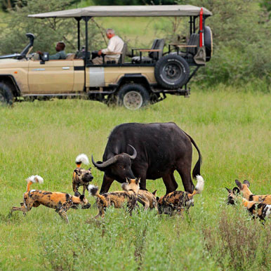 Game Drive (Private Reserve)
