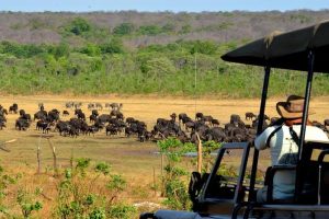 Victoria Falls To Hwange National Park Full Day Trip.