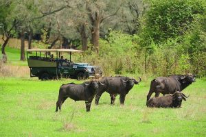 Game Drive (Zambezi National Park)