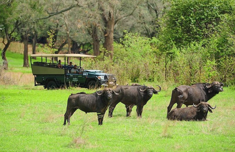 Game Drive (Zambezi National Park)