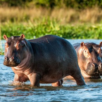 iStock_Wildlife_HippoInWater